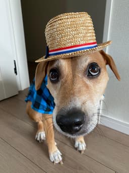 Caramelo